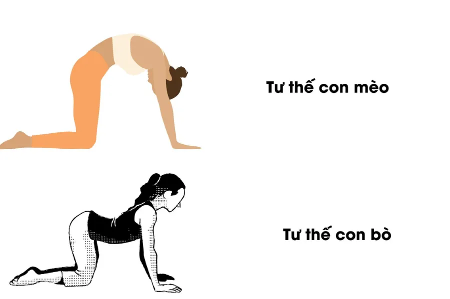5 bài Yoga nhẹ người hay đau hoặc khó chịu dạ dày có thể tham khảo mèo -bò