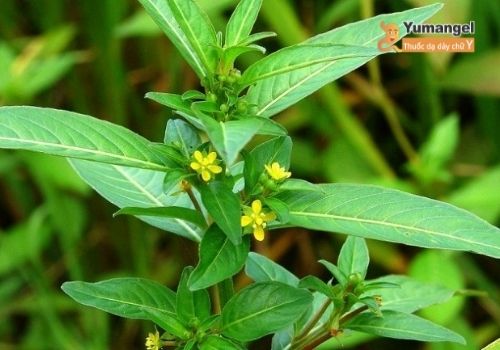 Nhiều người cho rằng rau mương giúp trị bao tử hiệu quả Nhiều người cho rằng rau mương giúp trị bao tử hiệu quả