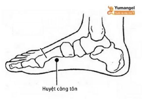 Vị trí huyệt công tôn