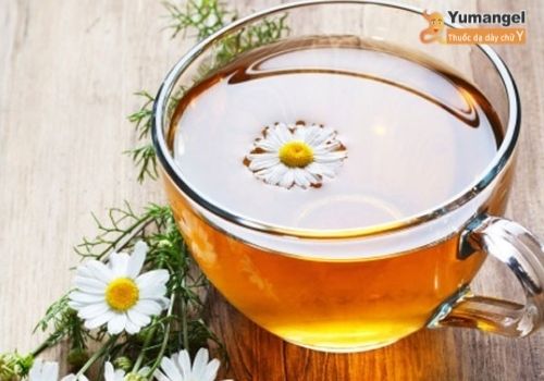 Uống trà hoa cúc chữa trào ngược dạ dày về đêm