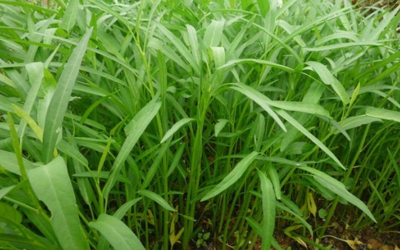 dau-da-day-an-duoc-rau-muong-khong-2