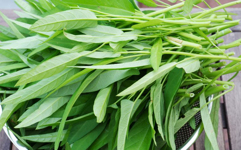 dau-da-day-an-duoc-rau-muong-khong-4