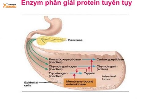 Axit trong dịch vị dạ dày thường có ph