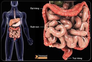 chi phí nội soi ruột non