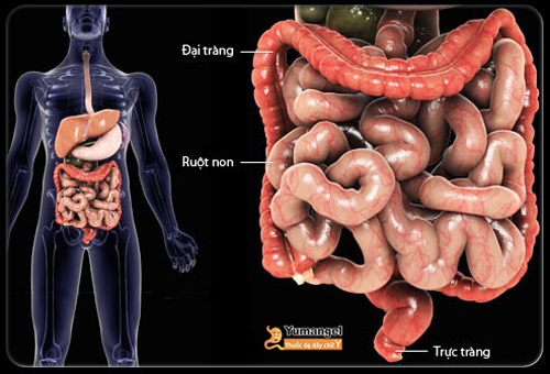 Dịch ruột non có chức năng gì