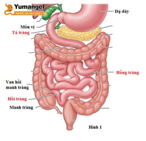 Hình ảnh vị trí của hồi tràng trong hệ tiêu hóa của người.