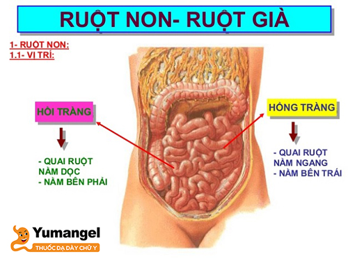 Cấu tạo của hồi tràng gồm có 2 mặt là mặt ngoài và mặt trong.