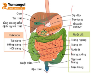 Hồi tràng giúp tiêu hóa thêm thức ăn đến từ dạ dày và các phần khác của ruột non.