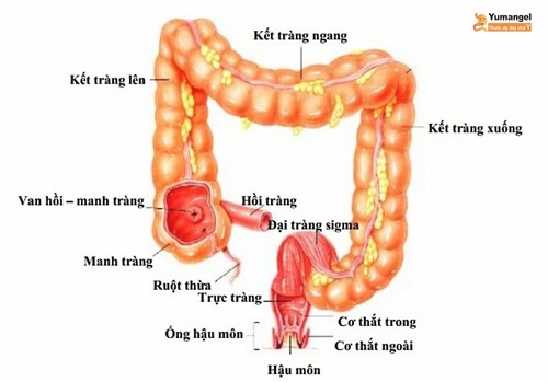 hồi tràng là gì