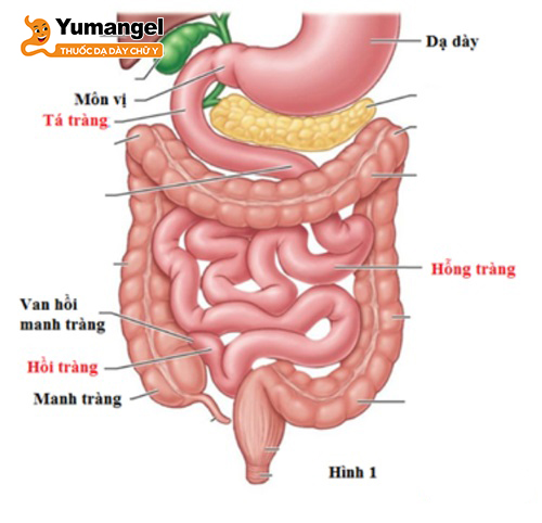 Hình ảnh vị trí của hồng tràng trong hệ tiêu hóa của con người. 