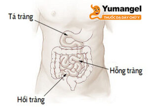 Hỗng tràng và hồi tràng là 2 bộ phận hoàn toàn tách biệt và đảm bảo nhận các chức năng, nhiệm vụ khác nhau trong hệ tiêu hóa.