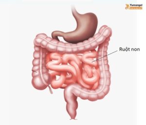 Ruột non người dài bao nhiêu mét