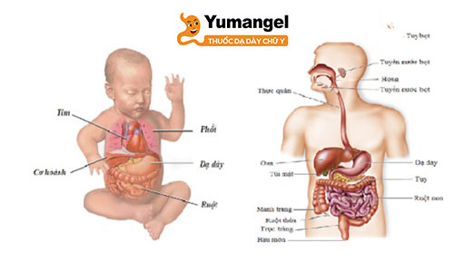 Dạ dày của trẻ sơ sinh nằm ngang cùng với đó là các lớp cơ co thắt còn yếu nên rất dễ bị nôn trớ. 