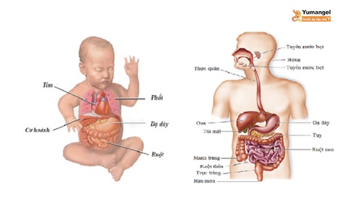 dạ dày trẻ sơ sinh nằm ngang hay dọc