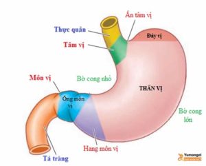 Hình ảnh vị trí dạ dày