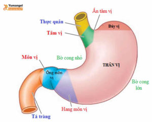 đau thận vị dạ dày