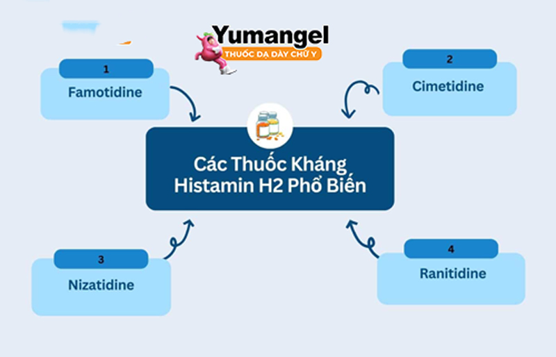 Nguyên lý hoạt động của thuốc Histamin H2 là ức chế H2 – một thụ thể trên bề mặt tế bào thành dạ dày và chịu trách nhiệm kích thích sản xuất axit dạ dày.