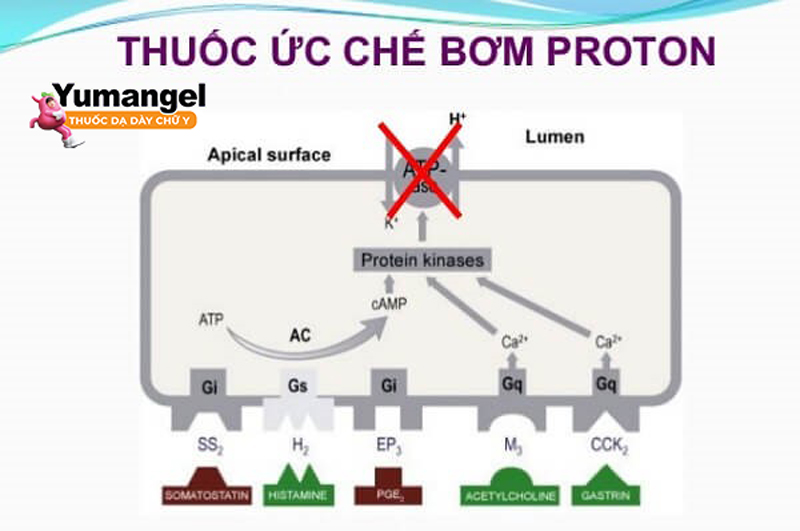 Thuốc PPI hoạt động bằng cách ức chế hoạt động của bơm proton – một enzyme trong dạ dày chịu trách nhiệm sản xuất axit dạ dày.