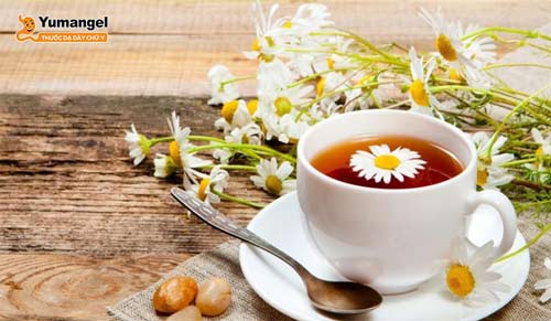 Uống trà hoa cúc mật ong trị trào ngược dạ dày