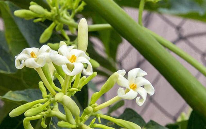 hoa-du-du-duc-chua-da-day-1