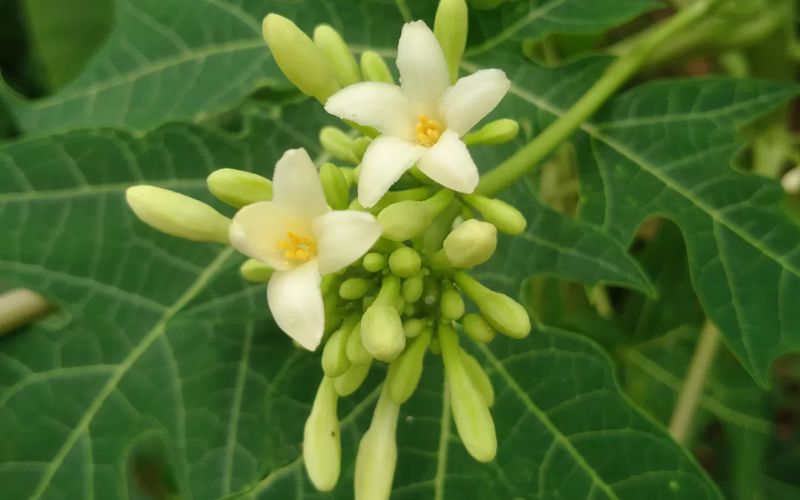 hoa-du-du-duc-chua-da-day-4