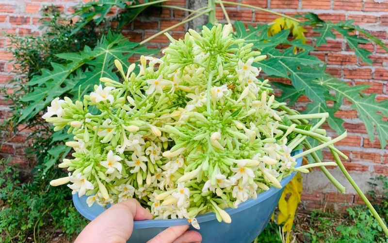 hoa-du-du-duc-chua-da-day-5