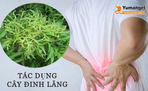 Khi muốn sử dụng lá đinh lăng để trị bệnh, người bệnh nên tham khảo ý kiến bác sĩ để được tư vấn cụ thể, đảm bảo an toàn.