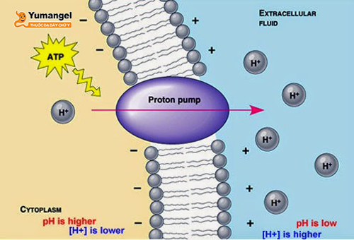 Thuốc ức chế bơm Proton ngăn chặn tăng tiết axit dịch vị dạ dày