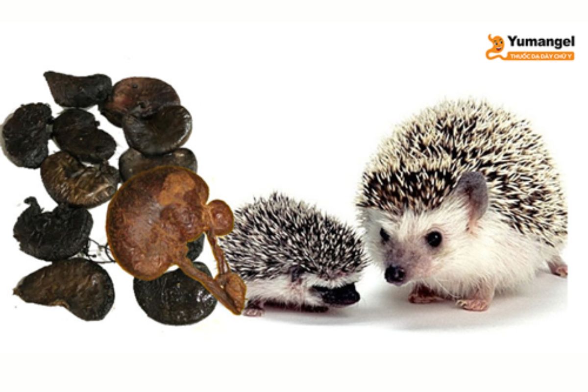 da-day-nhim-chua-benh-da-day-5