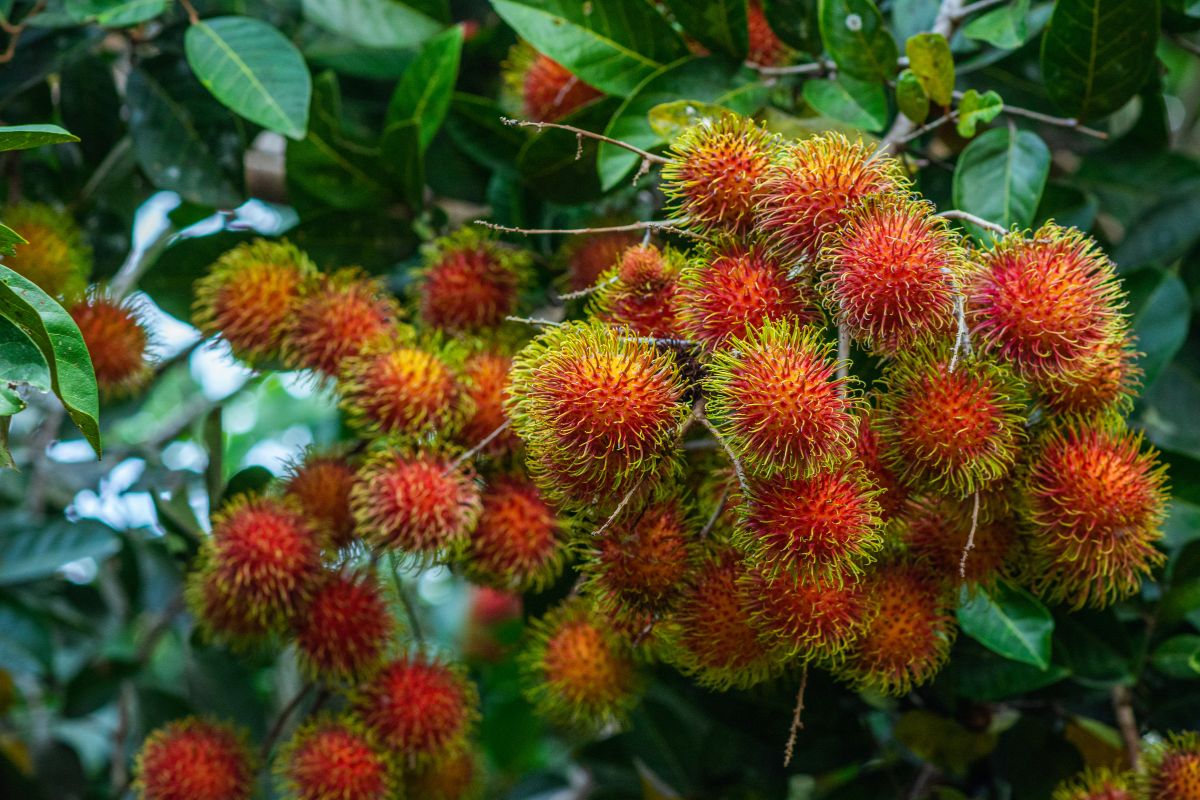 dau-da-day-an-duoc-chom-chom-khong-1