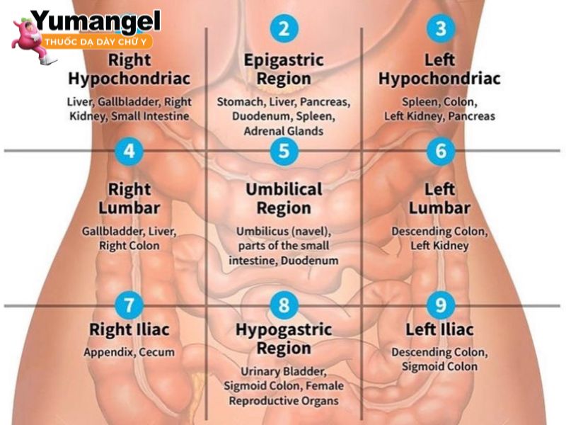 Đau bụng bên trái ngang rốn là dấu hiệu cảnh báo bệnh lý nguy hiểm
