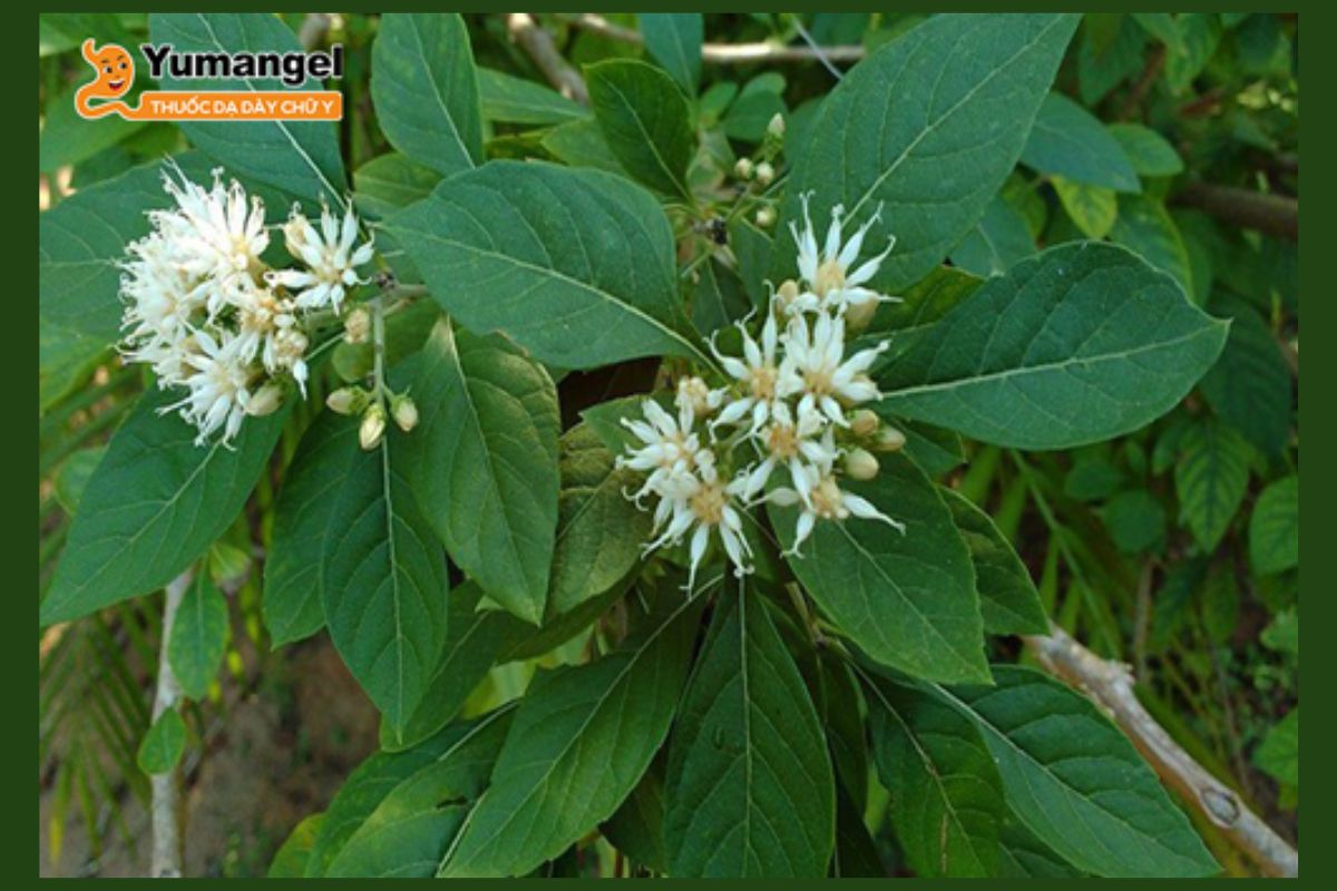 la-dang-chua-benh-da-day-1