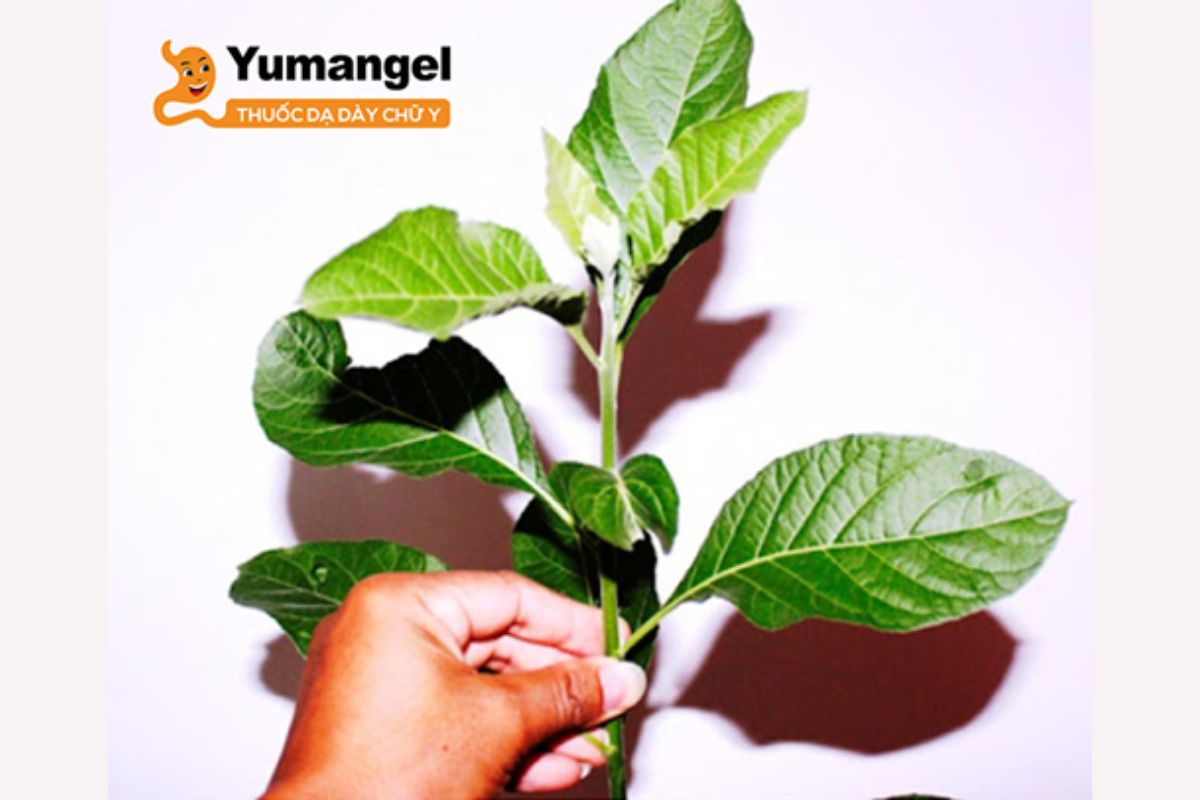 la-dang-chua-benh-da-day-3