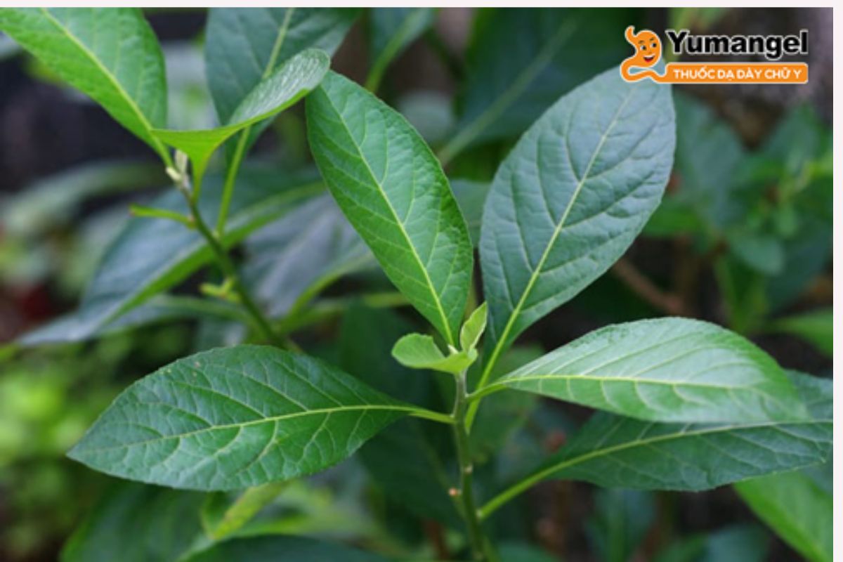 la-dang-chua-benh-da-day-5