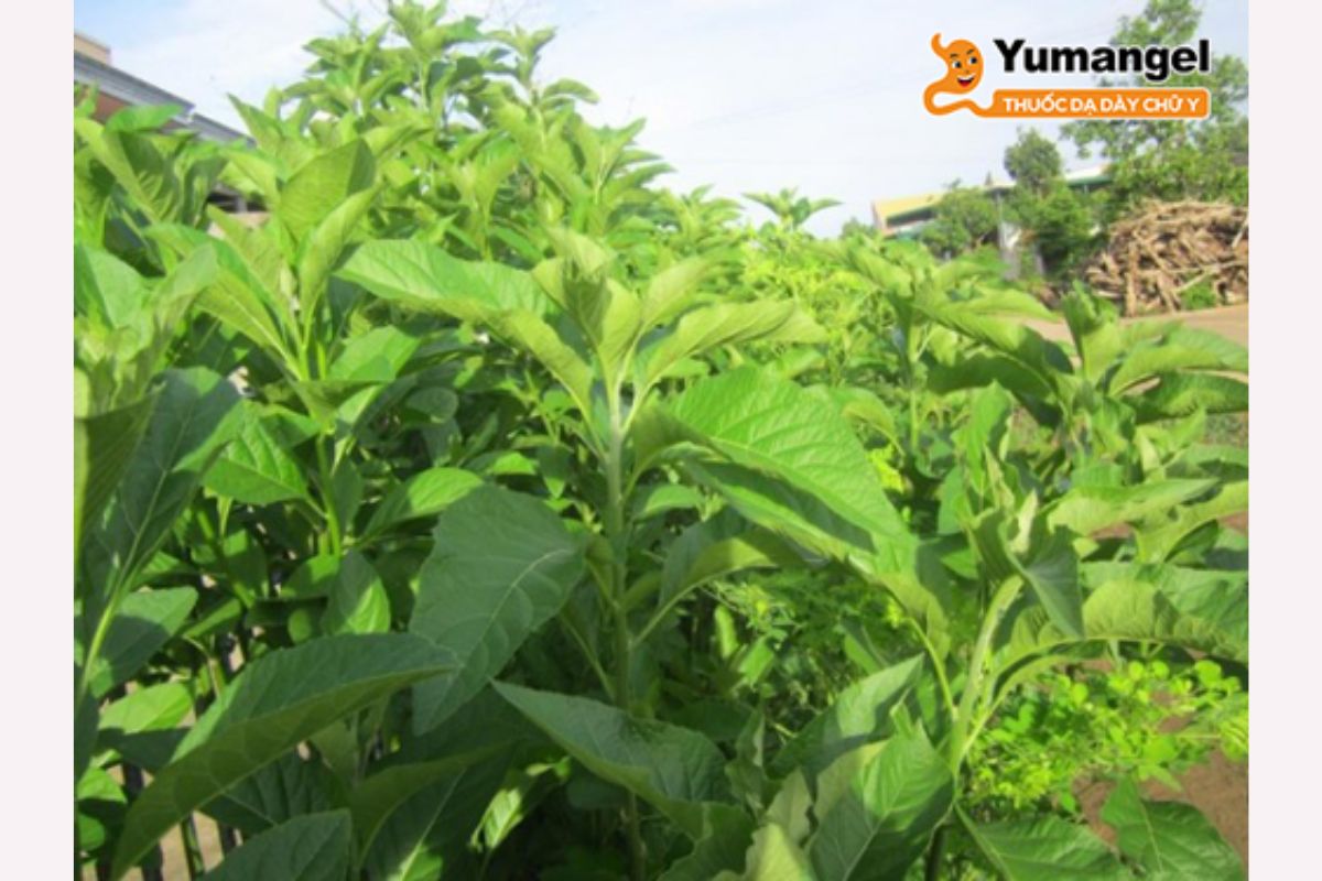 la-dang-chua-benh-da-day-6