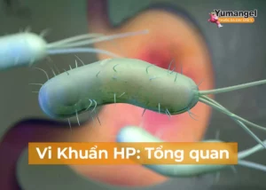 Vi khuẩn HP