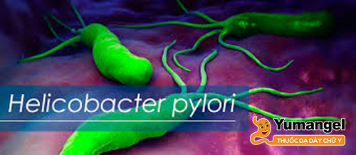 Khoảng 50% dân số thế giới nhiễm H pylori. 
