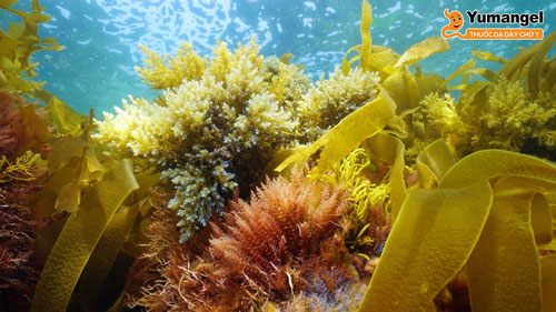 Rong biển là tên gọi chung cho một loạt các loài thực vật và tảo mọc ở đại dương, hồ và sông.