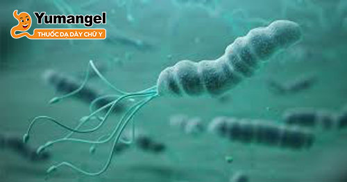 H.pylori chỉ có thể tồn tại vài phút trong lòng dạ dày và phải di chuyển nhanh chóng đến bề mặt biểu mô dạ dày.