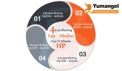 Các con đường lây nhiễm vi khuẩn HP.