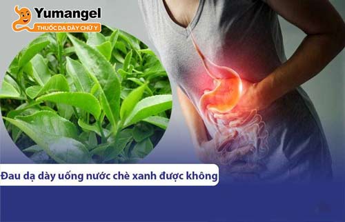 Người bị đau đày có thể uống nước chè xanh bình thường. 