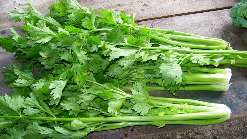 Uống cần tây có hại dạ dày không