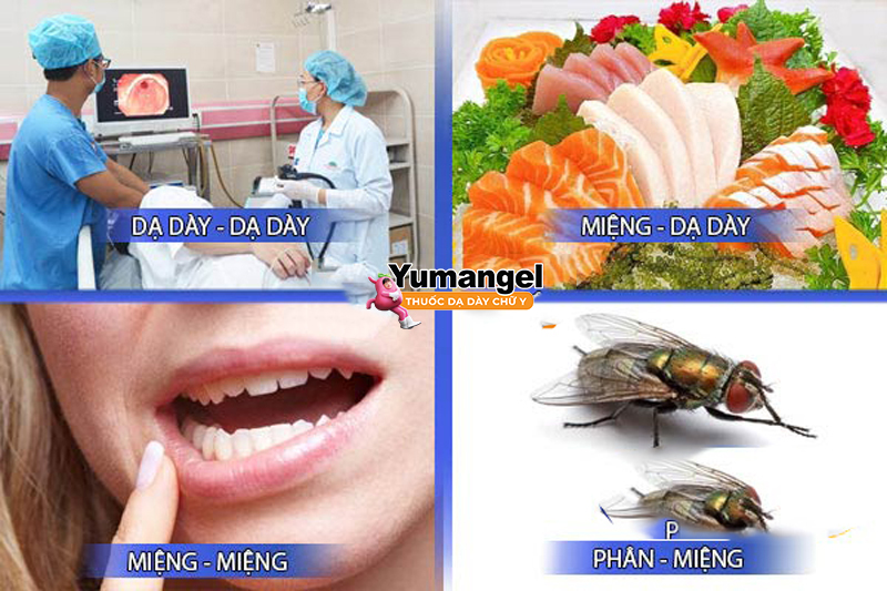 Vi khuẩn HP có thể lây truyền từ người này sang người khác qua đường miệng – miệng, phân – miệng, tiêu hóa – miệng.