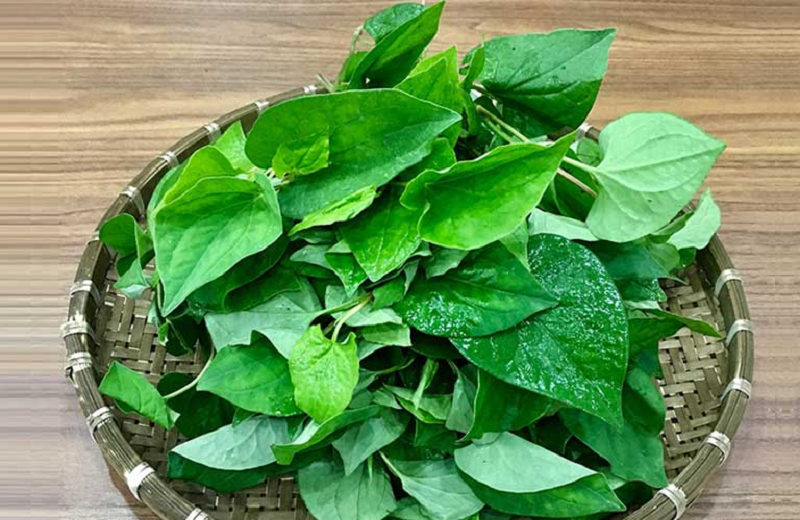 Xông hơi hậu môn bằng lá diếp cá