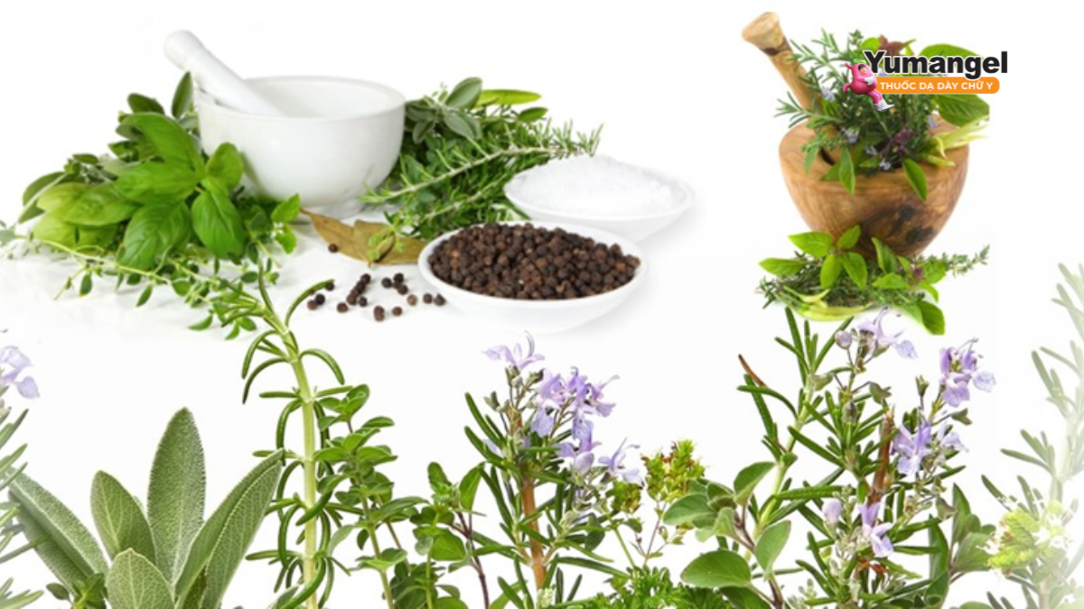 Các vị thuốc đều là thảo dược tự nhiên, quen thuộc, ít gây tác dụng phụ khi dùng đúng cách