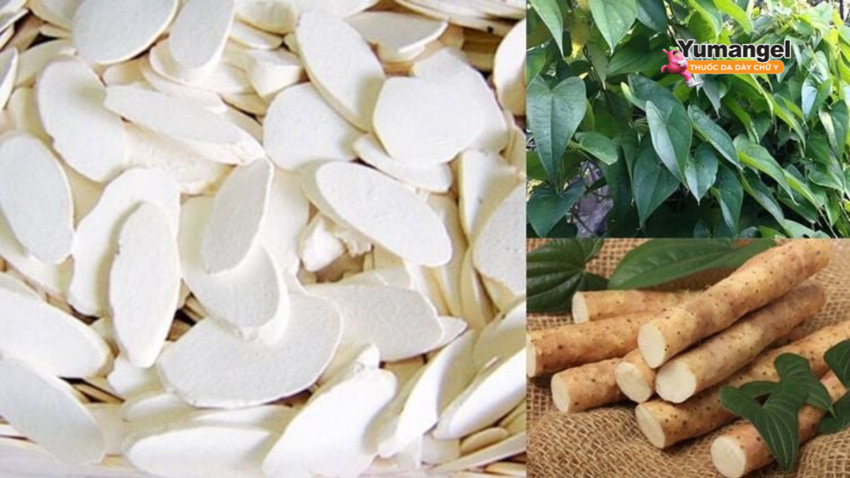Thuốc vị hoài sơn - bài thuốc Đông y chữa rối loạn tiêu hóa hiệu quả tại nhà