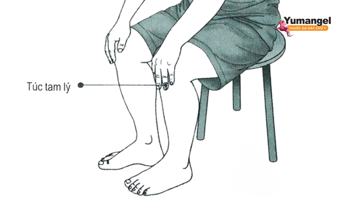 Huyệt túc tam lý (ST36)