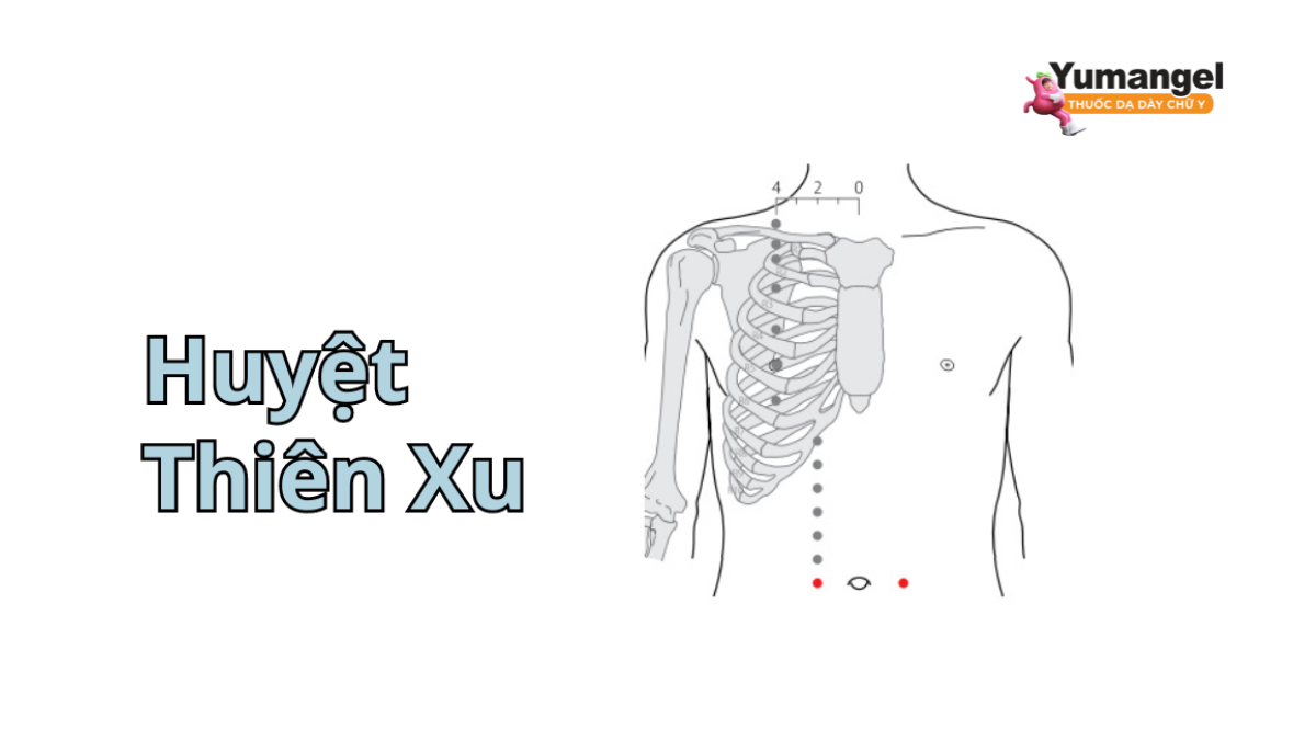 Huyệt thiên xu (ST25)
