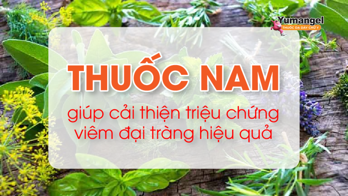 Việc ứng dụng các loại cây thuốc nam trong điều trị bệnh đại tràng là phương pháp được nhiều người tin tưởng và áp dụng từ lâu đời