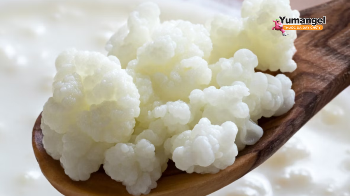 Kefir chứa hệ lợi khuẩn đa dạng và phong phú.